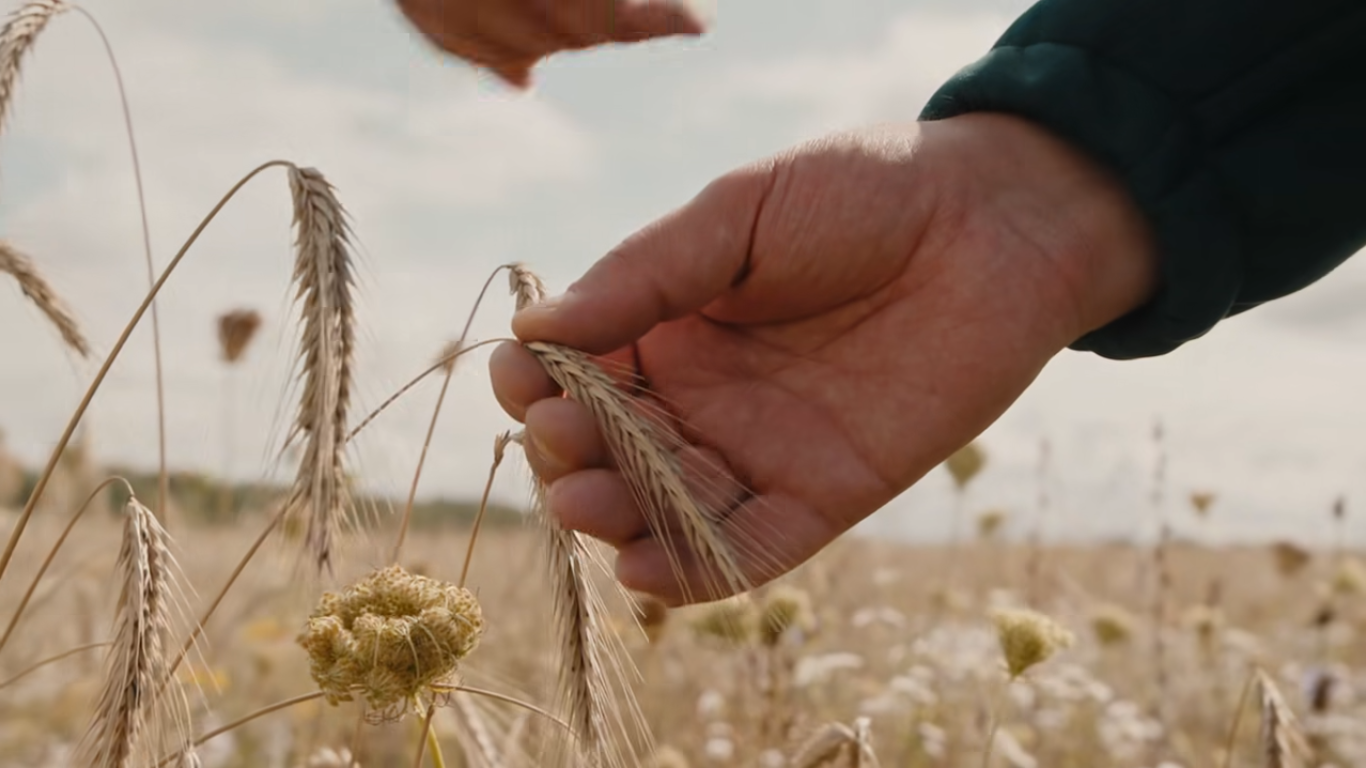 Павел Абрамов и урожай зерновых
