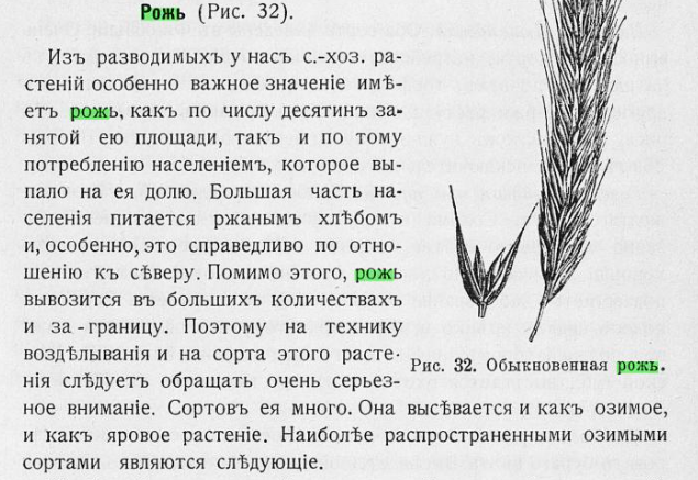 рожь 1.png